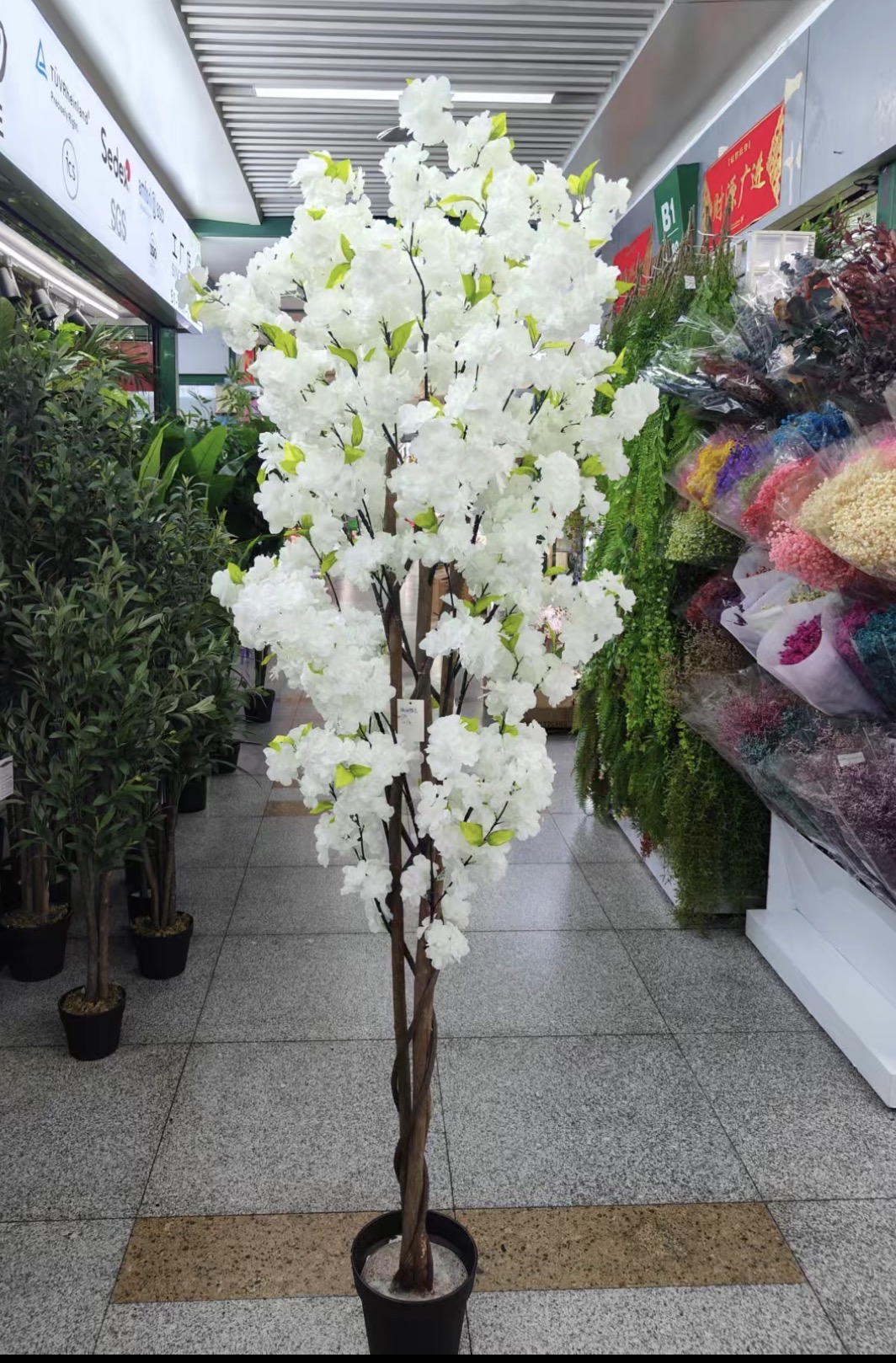 شجرة اللوز غصون خشب طبيعي طول ١٨٠ سم