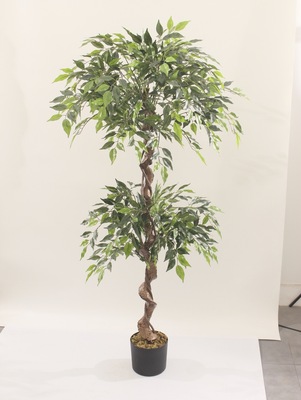 شجرة طول ١٥٠ سم
