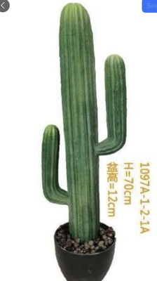 صبارة ٧٥ سم