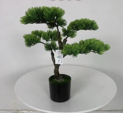 شجرة بونساي طول ٦٠ سم