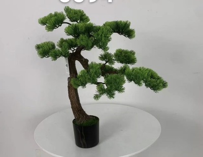 شجرة بونساي طول ٦٠ سم